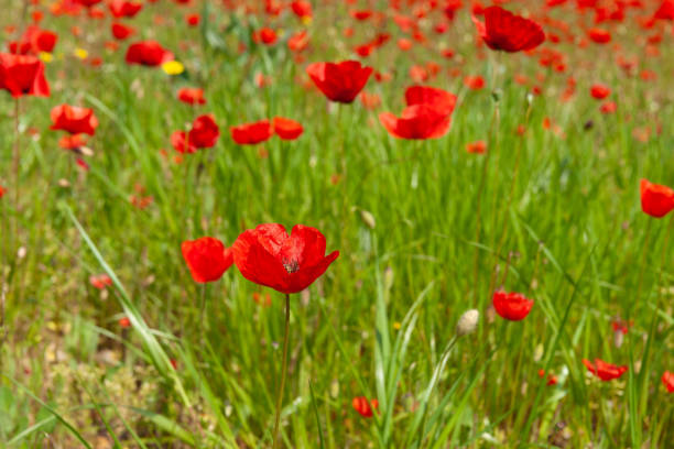 Traditional bright floral red poppy field in rural Italy.