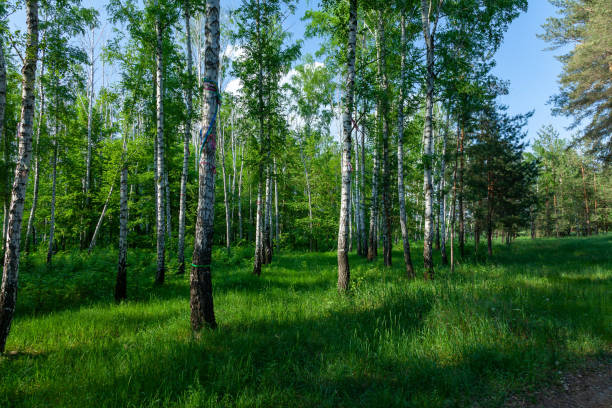 istock Birch forest and green fresh grass on a summer sunny day 1499040206