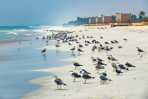 Al Baleed Beach in Salalah, Dhofar governorate, Oman.