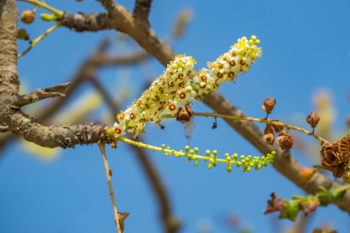 Blooming Frankincense tree in Salalah, Dhofar governorate, Oman.