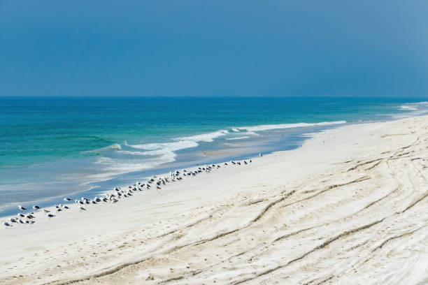 istock Salalah White Sand Beach Dhofar Oman 1499040893