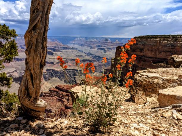 istock Beautiful flowers in Grand canyon 1499040963