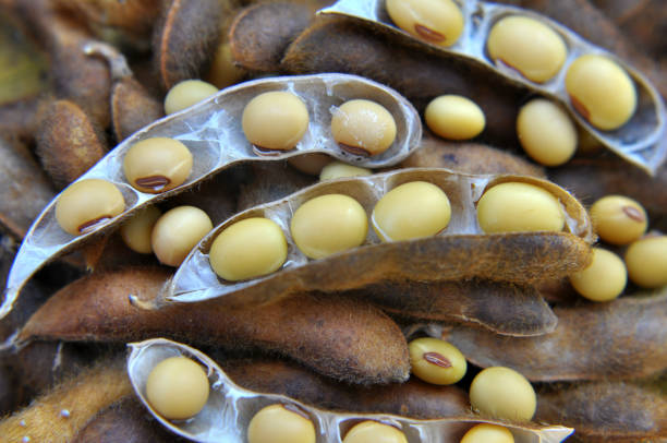 Ripe soybeans with pods and open pods