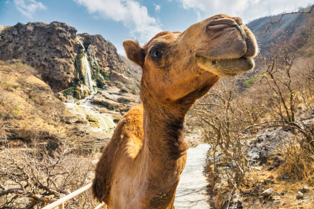 camel wadi darbat salalah dhofar oman - cammello foto e immagini stock