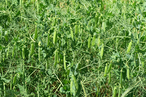 Pea pods on a background of green leaves and dill