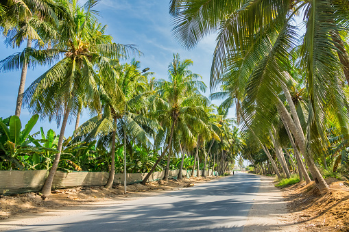 Palm Tree Lined Road on the beach in Salalah, Dhofar governorate, Oman.
