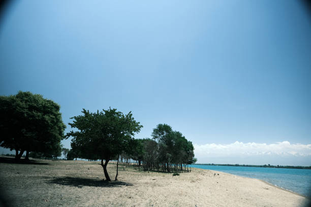 A dead tree on a Caribbean beach with beautiful turquoise water.