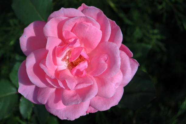 istock Pink Rose garden flower in bloom 1499043966