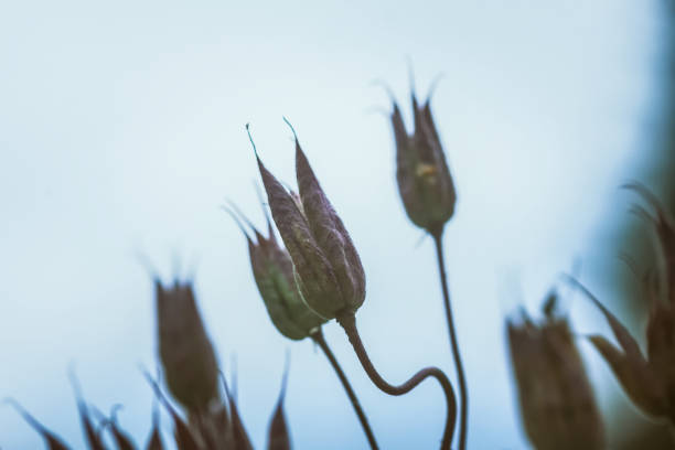 Aquilegia or Columbine flower seeds on sky background.