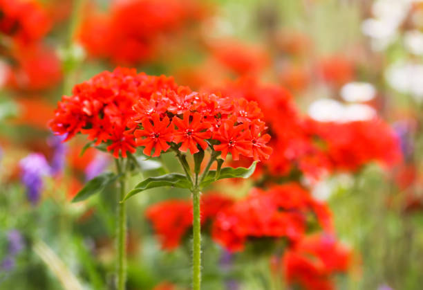 Beautifully landscaped flowerbed in front of the lawn.