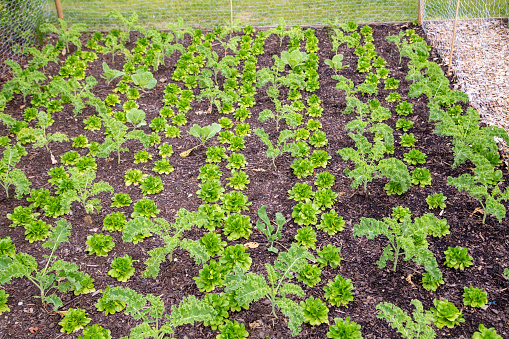 Fresh kale and lamb's lettuce in the field