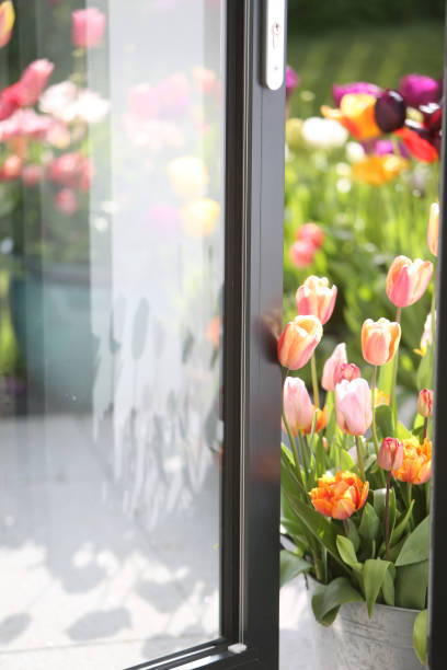 안뜰에 튤립 - double tulip 뉴스 사진 이미지