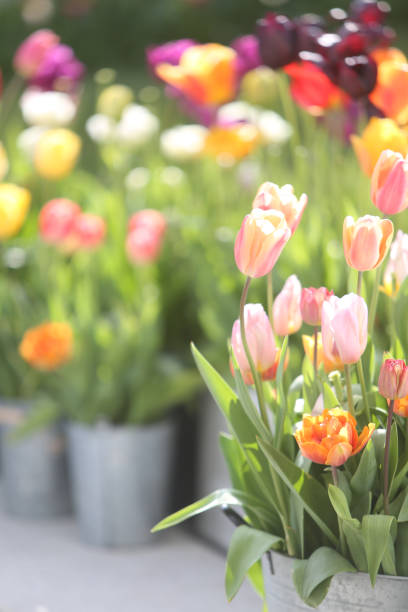 istock Tulips on the patio 1499045663