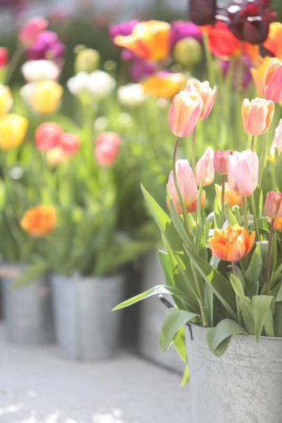 istock Tulips on the patio 1499045666