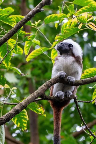 istock the monkey has it's head turned and its tail is bent up 1499045775
