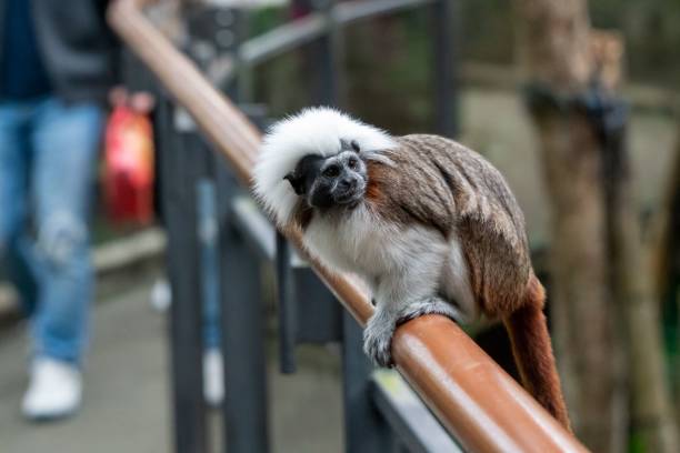 istock a brown and white monkey is on a railing line looking out over people 1499045777