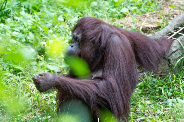 istock a large primate sitting on top of some green grass and grass 1499045793