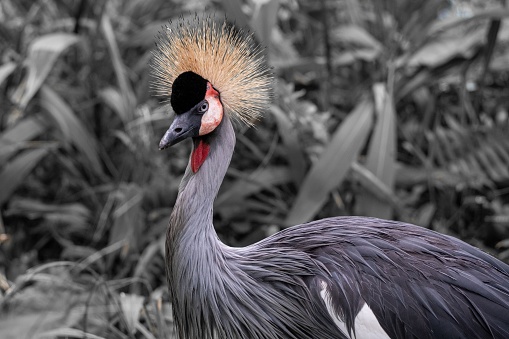 A closeup of a majestic Grey crowned crane, standing upright with its distinctive golden crest