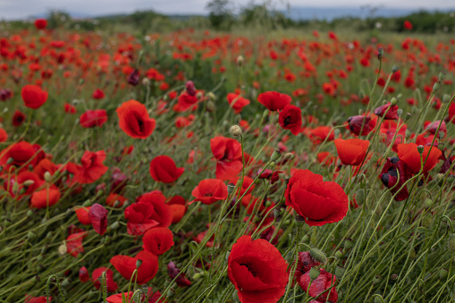Poppy Field in the Luberon, France