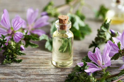 A bottle of mallow essential oil with fresh blooming malva sylvestris plant on a wooden table