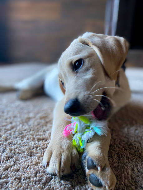 istock Puppy playing with toy - Yellow Lab Puppy 1499048838
