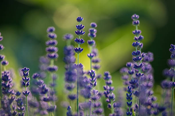 Close up Lavender flower blooming with soft green background