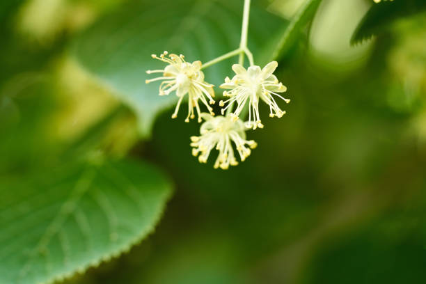 Linden or Tilia cordata flowers blooming outdoors in spring, with copy space