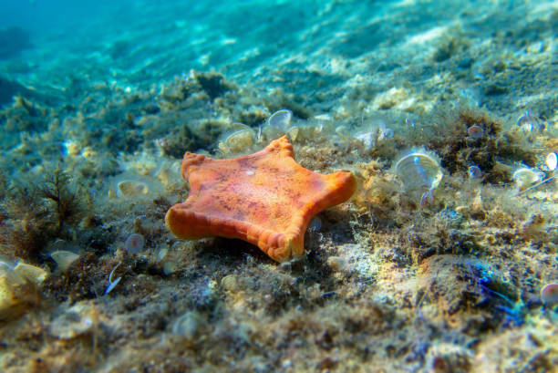 плацента бисквитная морская звезда, подводный снимок в средиземное море - (sphaerodiscus placenta) - pentagonaster starfish стоковые фото и изображения