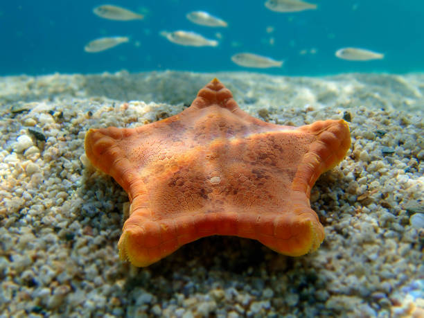 プラセンタビスケットヒトデ、地中海への水中画像 - (スフェロディスカス胎盤) - pentagonaster starfish ストックフォトと画像