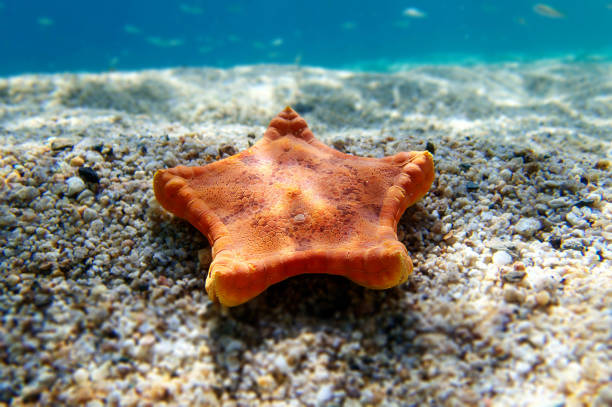 istock Placenta biscuit starfish, Underwater image into the Mediterranean Sea - (Sphaerodiscus placenta) 1499050433