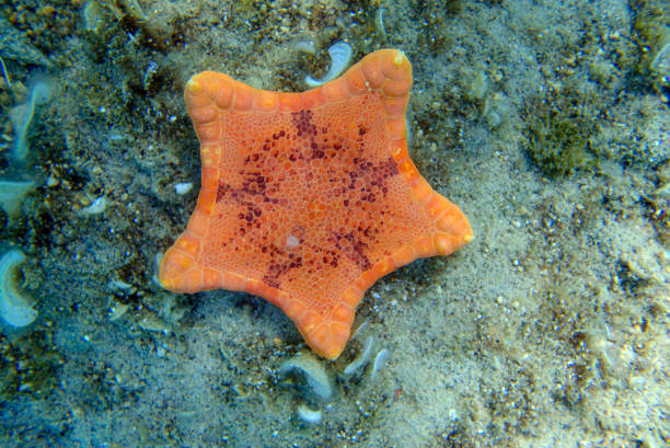 stella marina biscotto placenta, immagine subacquea nel mar mediterraneo - (sphaerodiscus placenta) - pentagonaster starfish foto e immagini stock