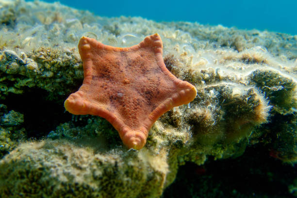 плацента бисквитная морская звезда, подводный снимок в средиземное море - (sphaerodiscus placenta) - pentagonaster starfish стоковые фото и изображения