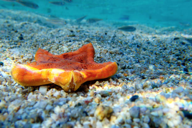 плацента бисквитная морская звезда, подводный снимок в средиземное море - (sphaerodiscus placenta) - pentagonaster starfish стоковые фото и изображения
