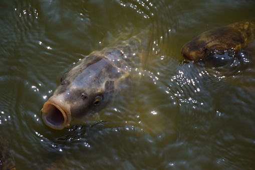 Close up of carp fish breaching the water to feed