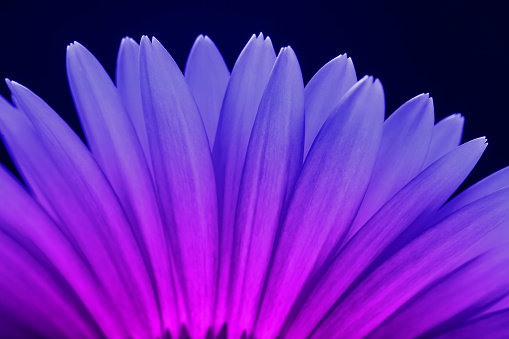 Close-up of a purple Gerbera flower.