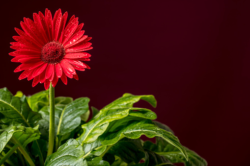 Close-up of a beautiful red Gerbera flower with water drops on a dark background. Space for copy.