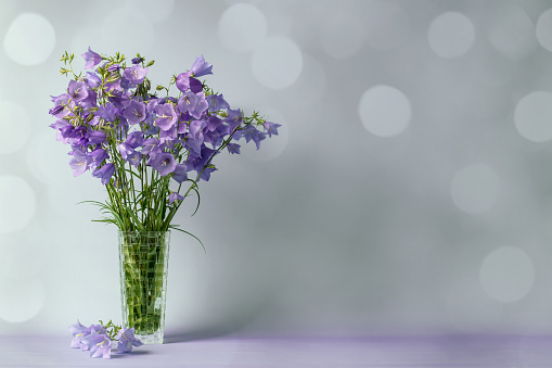 A DSLR photo of beautiful Bluebell flowers (Campanula) in a vase. Beautiful defocused lights bokeh background. Space for copy.