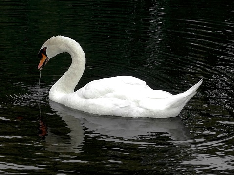 A depiction of a beautiful, very elegant swan slowly swimming on a lake, on a public park.  The photo was shoot in Dusseldorf, Germany, in late August 2022