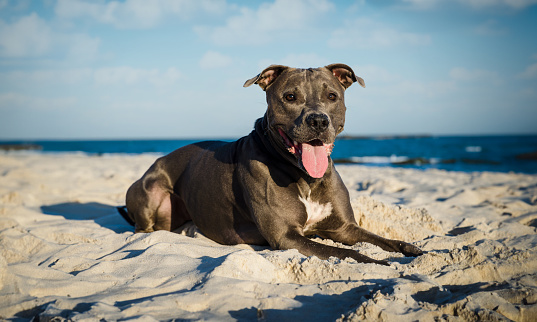 Pit bull dog playing on the beach at sunset. Enjoying the sand and the sea on a sunny day.