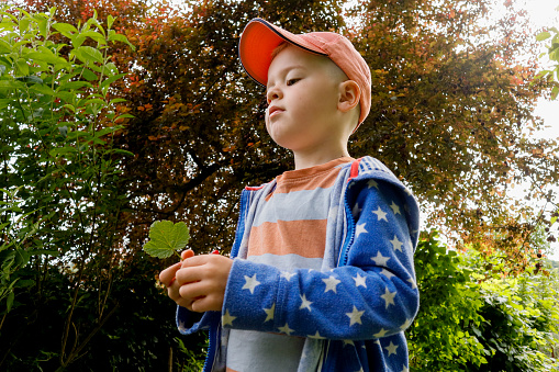 A child, a boy holds a currant leaf in his hands. He is standing in the garden, against the background of the tree of the garden. A toddler in an orange baseball cap and a blue sweater.