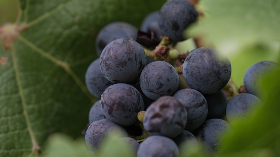 A cluster of ripe purple grapes hang from a lush bush, ready to be harvested