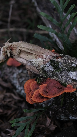 A vibrant orange cluster of mushrooms growing from a decaying log in a forest setting