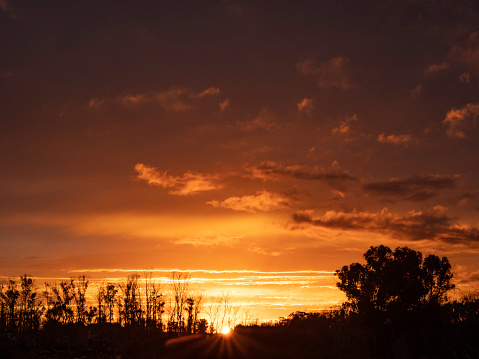 Big trees are silhouette by a beautiful cloud in sunrise light Wingello New South Wales