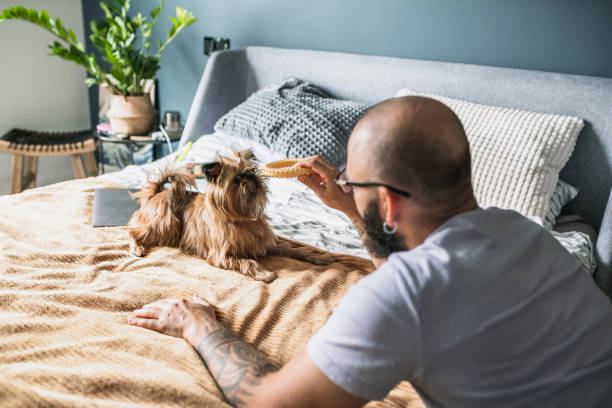 Playing with a cute pet in cozy bedroom