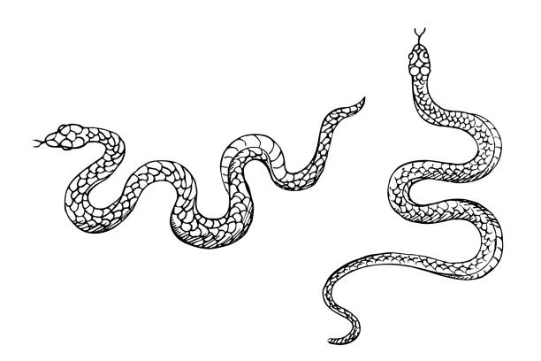Snakes animal vector illustration hand drawn on isolated white background. Design element serpent for template, label, print, horoscope, t-shot, tattoo, logo Snakes animal vector illustration hand drawn on isolated white background. Design element serpent for template, label, print, horoscope, t-shot, tattoo, logo. line art forest cobra stock illustrations