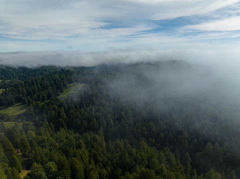 An aerial shot of a foggy forest in Occidental, California.
