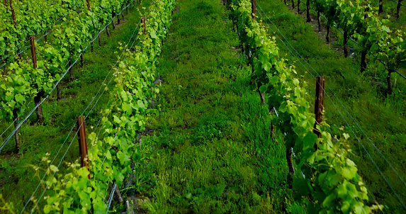 An aerial shot of a vineyard in Occidental, California, during the day.