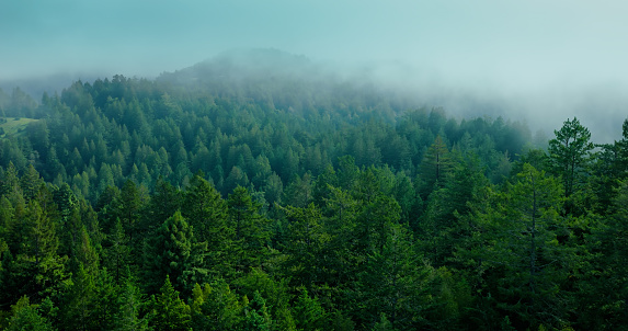 An aerial shot of a hazy forest in Occidental, California.