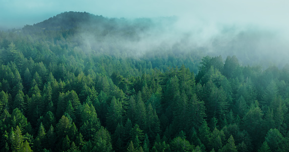 An aerial shot of a misty forest in Occidental, California.