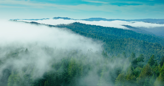 A scenic shot of clouds over a forest in Occidental, California.